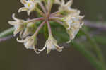 Gulf coast swallow-wort